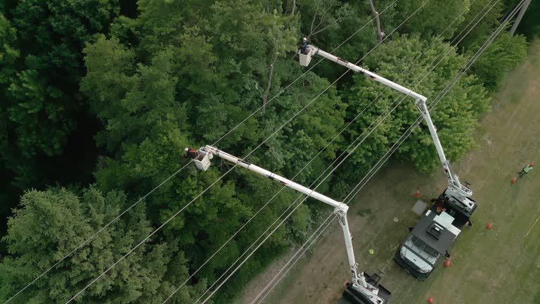 How Our Tree Care Process Works  in Broadview, IL